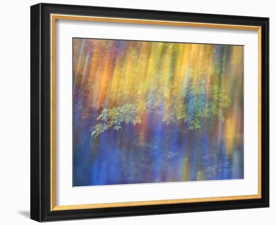 Trees Reflected in Car Window-Nancy Rotenberg-Framed Photographic Print