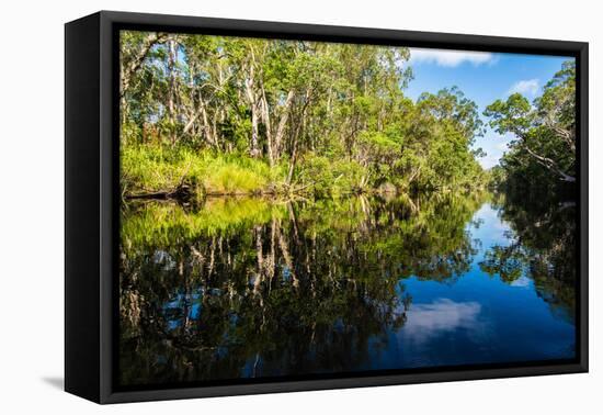 Trees reflected in the Noosa River, Cooloola National Park, Queensland, Australia-Mark A Johnson-Framed Premier Image Canvas