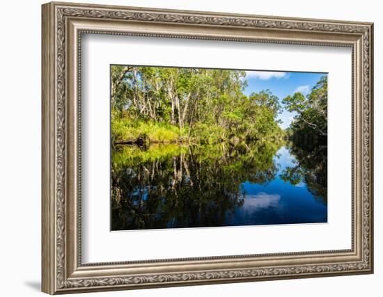 Trees reflected in the Noosa River, Cooloola National Park, Queensland, Australia-Mark A Johnson-Framed Photographic Print