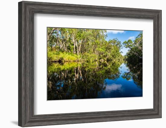 Trees reflected in the Noosa River, Cooloola National Park, Queensland, Australia-Mark A Johnson-Framed Photographic Print