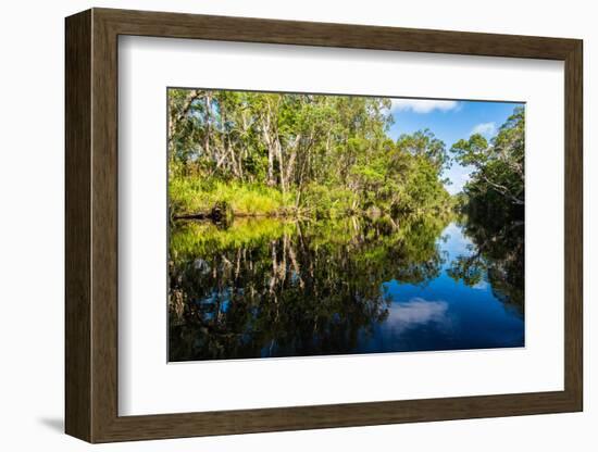 Trees reflected in the Noosa River, Cooloola National Park, Queensland, Australia-Mark A Johnson-Framed Photographic Print