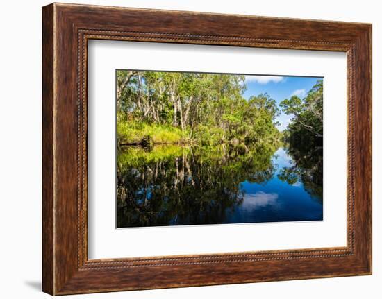 Trees reflected in the Noosa River, Cooloola National Park, Queensland, Australia-Mark A Johnson-Framed Photographic Print