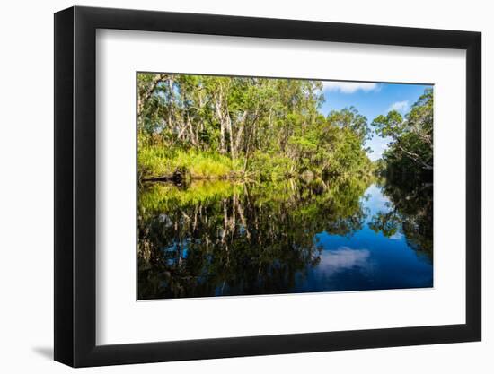 Trees reflected in the Noosa River, Cooloola National Park, Queensland, Australia-Mark A Johnson-Framed Photographic Print