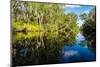 Trees reflected in the Noosa River, Cooloola National Park, Queensland, Australia-Mark A Johnson-Mounted Photographic Print