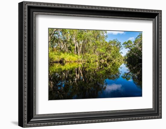 Trees reflected in the Noosa River, Cooloola National Park, Queensland, Australia-Mark A Johnson-Framed Photographic Print