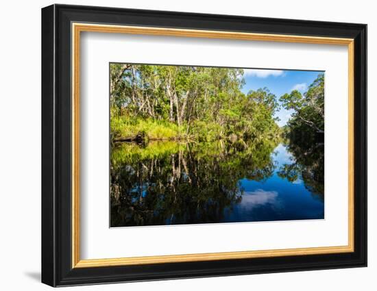 Trees reflected in the Noosa River, Cooloola National Park, Queensland, Australia-Mark A Johnson-Framed Photographic Print