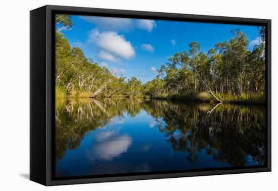 Trees reflected in the Noosa River, Cooloola National Park, Queensland, Australia-Mark A Johnson-Framed Premier Image Canvas