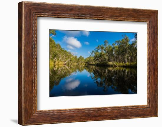 Trees reflected in the Noosa River, Cooloola National Park, Queensland, Australia-Mark A Johnson-Framed Photographic Print