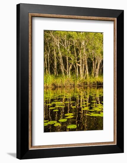 Trees reflected in the Noosa River, Cooloola National Park, Queensland, Australia-Mark A Johnson-Framed Photographic Print