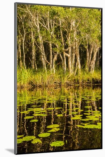 Trees reflected in the Noosa River, Cooloola National Park, Queensland, Australia-Mark A Johnson-Mounted Photographic Print