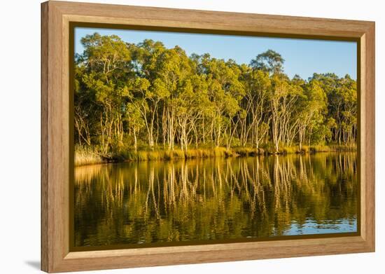 Trees reflected in the Noosa River, Cooloola National Park, Queensland, Australia-Mark A Johnson-Framed Premier Image Canvas