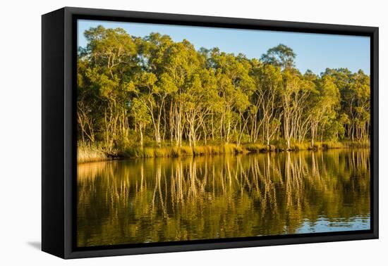 Trees reflected in the Noosa River, Cooloola National Park, Queensland, Australia-Mark A Johnson-Framed Premier Image Canvas