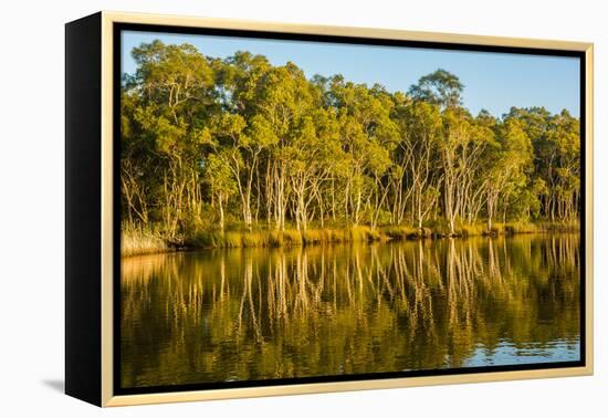 Trees reflected in the Noosa River, Cooloola National Park, Queensland, Australia-Mark A Johnson-Framed Premier Image Canvas
