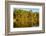 Trees reflected in the Noosa River, Cooloola National Park, Queensland, Australia-Mark A Johnson-Framed Photographic Print