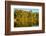 Trees reflected in the Noosa River, Cooloola National Park, Queensland, Australia-Mark A Johnson-Framed Photographic Print