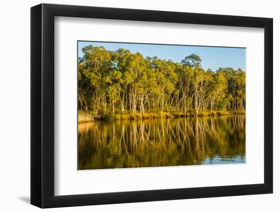 Trees reflected in the Noosa River, Cooloola National Park, Queensland, Australia-Mark A Johnson-Framed Photographic Print