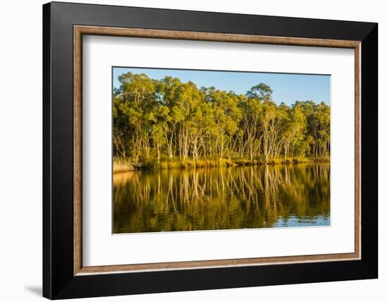 Trees reflected in the Noosa River, Cooloola National Park, Queensland, Australia-Mark A Johnson-Framed Photographic Print