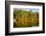 Trees reflected in the Noosa River, Cooloola National Park, Queensland, Australia-Mark A Johnson-Framed Photographic Print