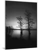 Trees Reflected in Water, Reelfoot National Wildlife Refuge, Tennessee, USA-Adam Jones-Mounted Photographic Print