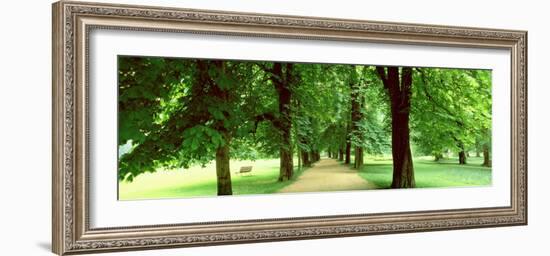 Trees Salzburg Austria-null-Framed Photographic Print