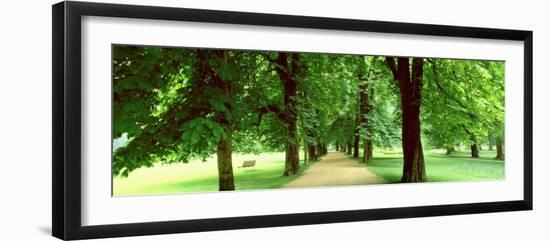 Trees Salzburg Austria-null-Framed Photographic Print