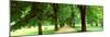 Trees Salzburg Austria-null-Mounted Photographic Print