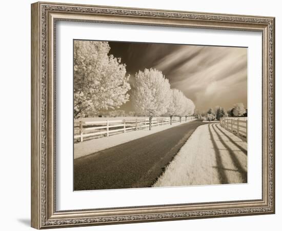 Trees & Shadows, Shipshewana, Indiana '11-Monte Nagler-Framed Photographic Print