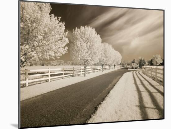 Trees & Shadows, Shipshewana, Indiana '11-Monte Nagler-Mounted Photographic Print