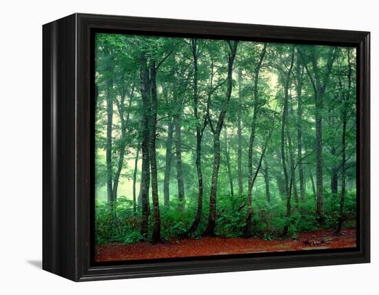 Trees, Shirakawa-Mura, Gifu, Japan-Panoramic Images-Framed Premier Image Canvas