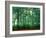 Trees, Shirakawa-Mura, Gifu, Japan-Panoramic Images-Framed Photographic Print