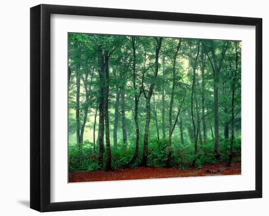Trees, Shirakawa-Mura, Gifu, Japan-Panoramic Images-Framed Photographic Print