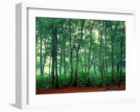 Trees, Shirakawa-Mura, Gifu, Japan-Panoramic Images-Framed Photographic Print