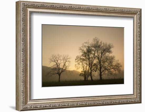 Trees Silhouetted at Sunrise, Cades Cove, Great Smoky Mountains, National Park, Tennessee-Adam Jones-Framed Photographic Print