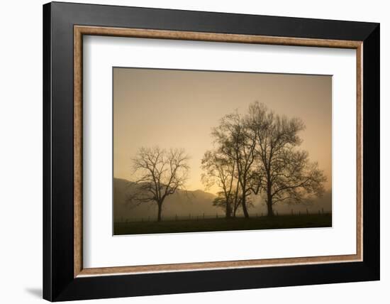 Trees Silhouetted at Sunrise, Cades Cove, Great Smoky Mountains, National Park, Tennessee-Adam Jones-Framed Photographic Print