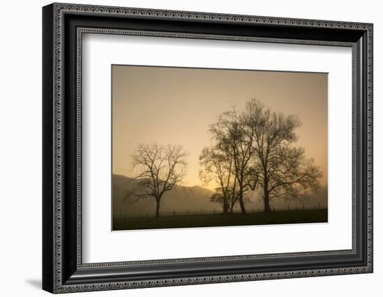 Trees Silhouetted at Sunrise, Cades Cove, Great Smoky Mountains, National Park, Tennessee-Adam Jones-Framed Photographic Print