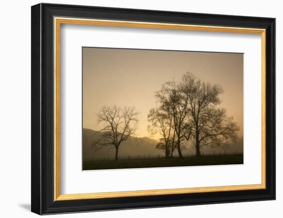 Trees Silhouetted at Sunrise, Cades Cove, Great Smoky Mountains, National Park, Tennessee-Adam Jones-Framed Photographic Print