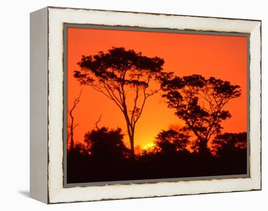 Trees Silhouetted by Dramatic Sunset, South Africa-Claudia Adams-Framed Premier Image Canvas