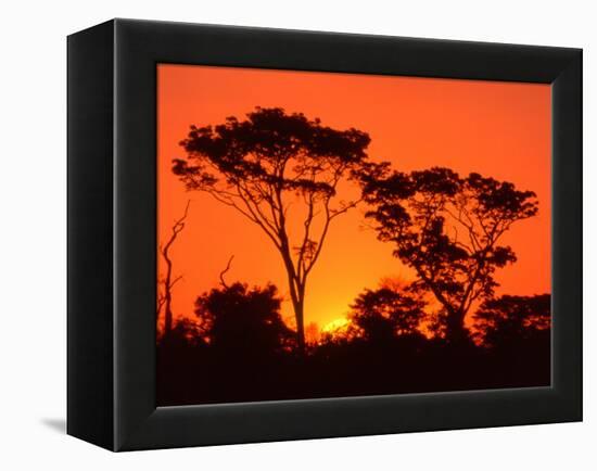 Trees Silhouetted by Dramatic Sunset, South Africa-Claudia Adams-Framed Premier Image Canvas