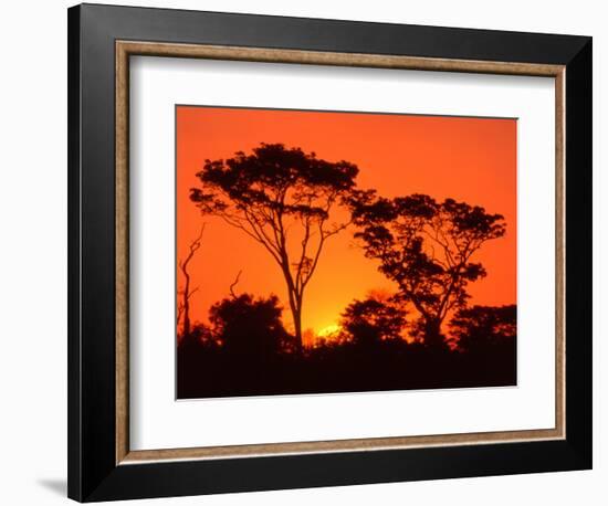 Trees Silhouetted by Dramatic Sunset, South Africa-Claudia Adams-Framed Photographic Print