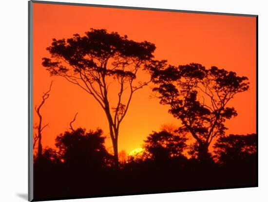 Trees Silhouetted by Dramatic Sunset, South Africa-Claudia Adams-Mounted Photographic Print