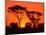 Trees Silhouetted by Dramatic Sunset, South Africa-Claudia Adams-Mounted Photographic Print
