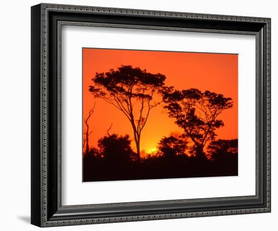 Trees Silhouetted by Dramatic Sunset, South Africa-Claudia Adams-Framed Photographic Print
