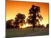 Trees Silhouetted with Path, Walla Walla County, USA-Brent Bergherm-Mounted Photographic Print