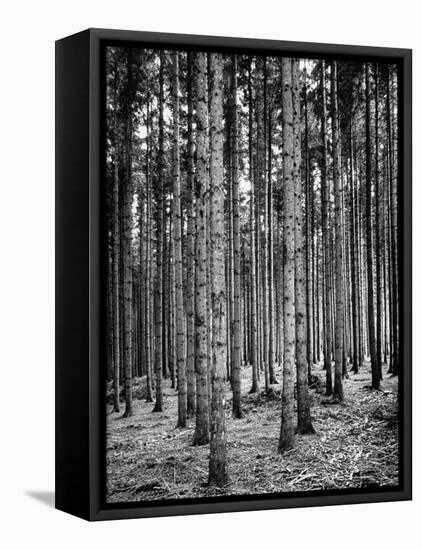 Trees Standing in the Black Forest-Dmitri Kessel-Framed Premier Image Canvas