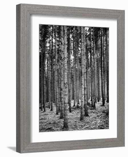 Trees Standing in the Black Forest-Dmitri Kessel-Framed Photographic Print