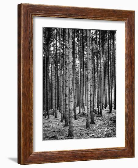 Trees Standing in the Black Forest-Dmitri Kessel-Framed Photographic Print