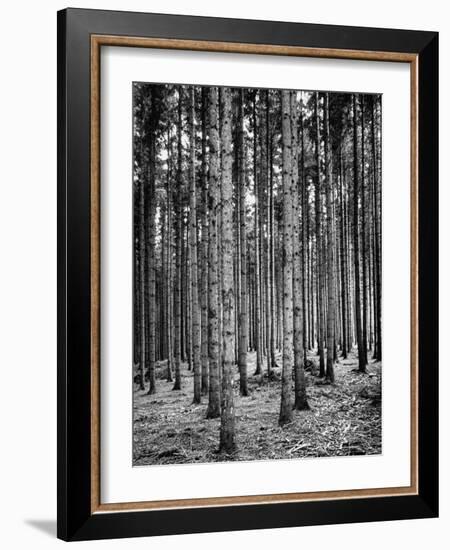 Trees Standing in the Black Forest-Dmitri Kessel-Framed Photographic Print