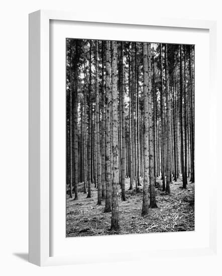 Trees Standing in the Black Forest-Dmitri Kessel-Framed Photographic Print