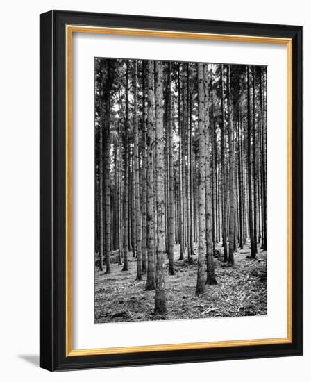 Trees Standing in the Black Forest-Dmitri Kessel-Framed Photographic Print