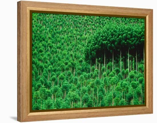 Trees, Takako, Kyoto, Japan-Panoramic Images-Framed Premier Image Canvas